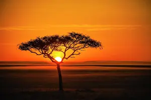 Tortilis: Silhouette of umbrella thorn acacia (Acacia tortilis)