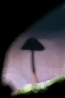 Unidentified: Silhouette of unidentified fungus