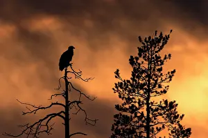Gymnosperm: Silhouette of White-tailed Eagle (Haliaeetus albicilla)