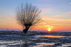 Ochsenmoor: Silhouette of a willow in the Ochsenmoor at Dammer