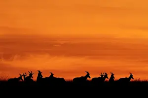 Topi: Silhouettes of Antelopes at sunrise, Kenya