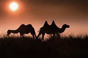 Bactrian: Silhouettes of two Bactrian camel (Camelus bactrianus)