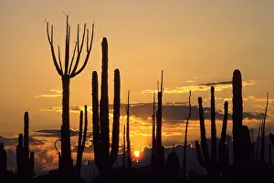 Pachycereus: Silhouettes of Cirios / Boojums (Fouquieriaceae