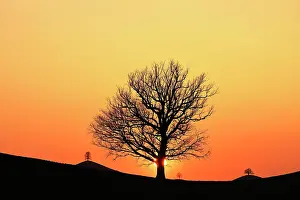 Silhouettes: Silhouettes of an oak tree (Quercus), and lime trees