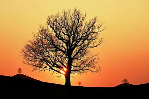 Silhouettes: Silhouettes of an oak tree (Quercus), and lime trees