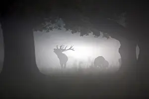 Sound: Silhouettes of red deer (Cervus elaphus) stag with
