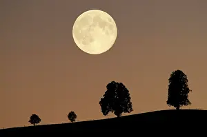 Contre: Silhouettes of trees in the light of the full moon