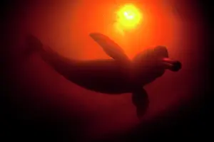 Silhuettes: Silhoutte of Pink River dolphin or Boto, Inia geoffrensis, A