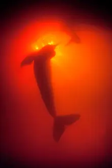 Dolphins: Silhoutte of Pink River dolphin or Boto, Inia geoffrensis, A