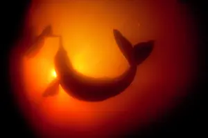 Dolphins: Silhoutte of Pink River dolphin or Boto, Inia geoffrensis, A