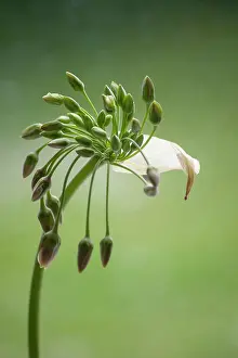 Siculum: Silican honey garlic, Nectaroscordum siculum bulgaricum, in