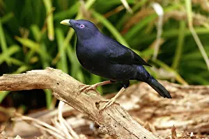 Bowerbird: Silk Bowerbird, Silk Bowerbird, Satin Bowerbird