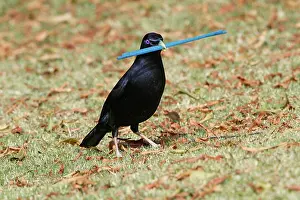 Plastic: Silk Bowerbird, Silk Bowerbird, Satin Bowerbird