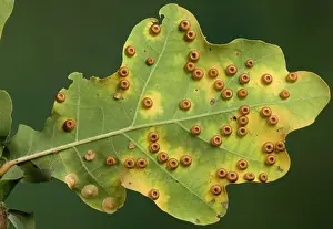 Neuroterus: Silk Button Gall Wasp - Cynips - Galls