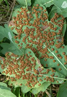 Robur: Silk button galls, Neuroterus numismalis, in abu