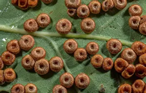 Size: Silk button galls, Neuroterus numismalis, in abu