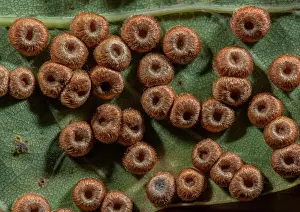 Size: Silk button galls, Neuroterus numismalis, in abu