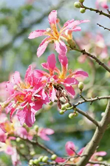 Speciosa: Silk Floss tree, Ceiba speciosa, Several pink tinged white f