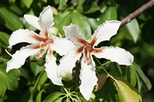 Creamy: Silk Floss tree, Ceiba speciosa, Two creamy white flowers wi