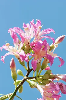 Peach: Silk Floss tree, Ceiba speciosa, Several pink tinged white f
