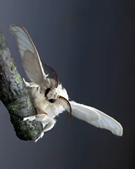 Silk: Silk Moth