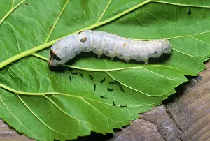 Silkworms: SILK MOTH CATERPILLAR ON LEAF