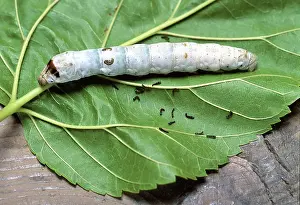 Bombyx: Silk Moth Caterpillar - silk culture