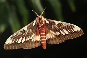 Silk: Silk Moth, Citheronia splendens, male, Arizona