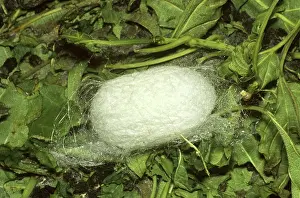 Textile: Silk Moth Cocoon
