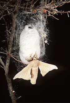 Pupae: SILK MOTH & COCOON