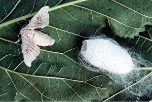 Bonnie Weisser: SILK MOTH & COCOON
