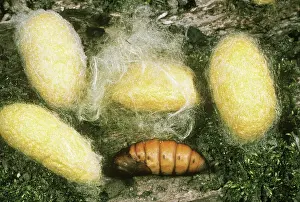 Textile: Silk Moth Cocoons and Pupa