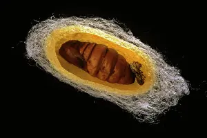 Silkworms: Silk Moth - cross section of cocoon