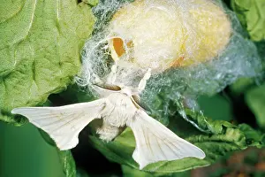 Emerge: Silk Moth Emerging From Cocoon