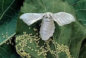 Bombyx: Silk Moth - laying eggs