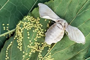 Silkworms: SILK MOTH - lays eggs