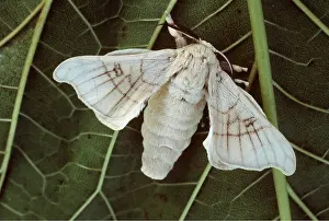Bonnie Weisser: SILK MOTH - on leaf