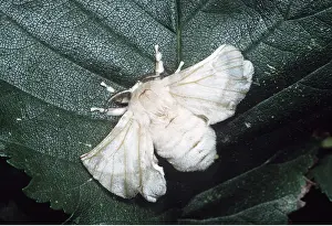 Silkworms: SILK MOTH - MALE