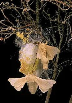 Silkworms: Silk Moth - Male & female at cocoon with eggs