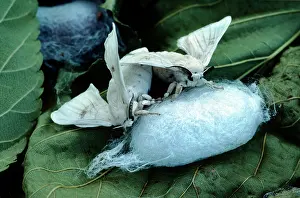 Bombyx: Silk Moth - pair mating