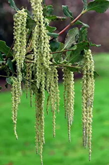 Catkin: Silk-tassel Bush - Silver-green catkins composed