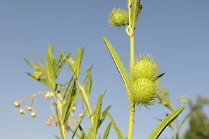 Sphere: Silk weed