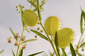 Sphere: Silk weed