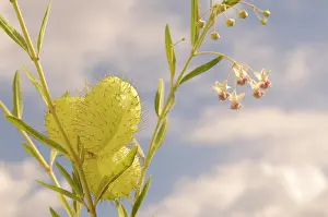 Sphere: Silk weed
