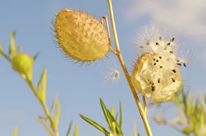 Sphere: Silk weed