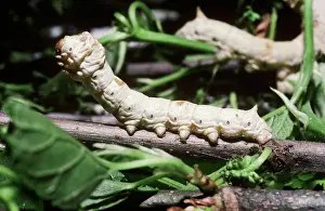 Larval: Silk Worm Caterpillar