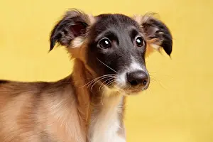 Greyhound: Silken Windsprite puppy, portrait, Germany, Europe