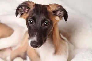 Greyhound: Silken Windsprite puppy, portrait, Germany, Europe