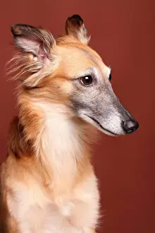 Greyhound: Silken Windsprite sighthound, portrait