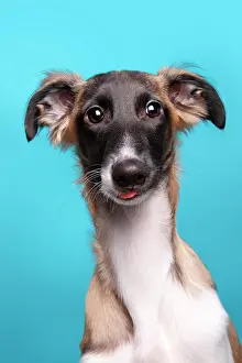 Greyhound: Silken Windsprite, young dog, portrait